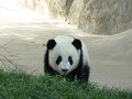 Pandas (030)